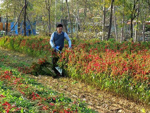 明悦辣椒割晒机